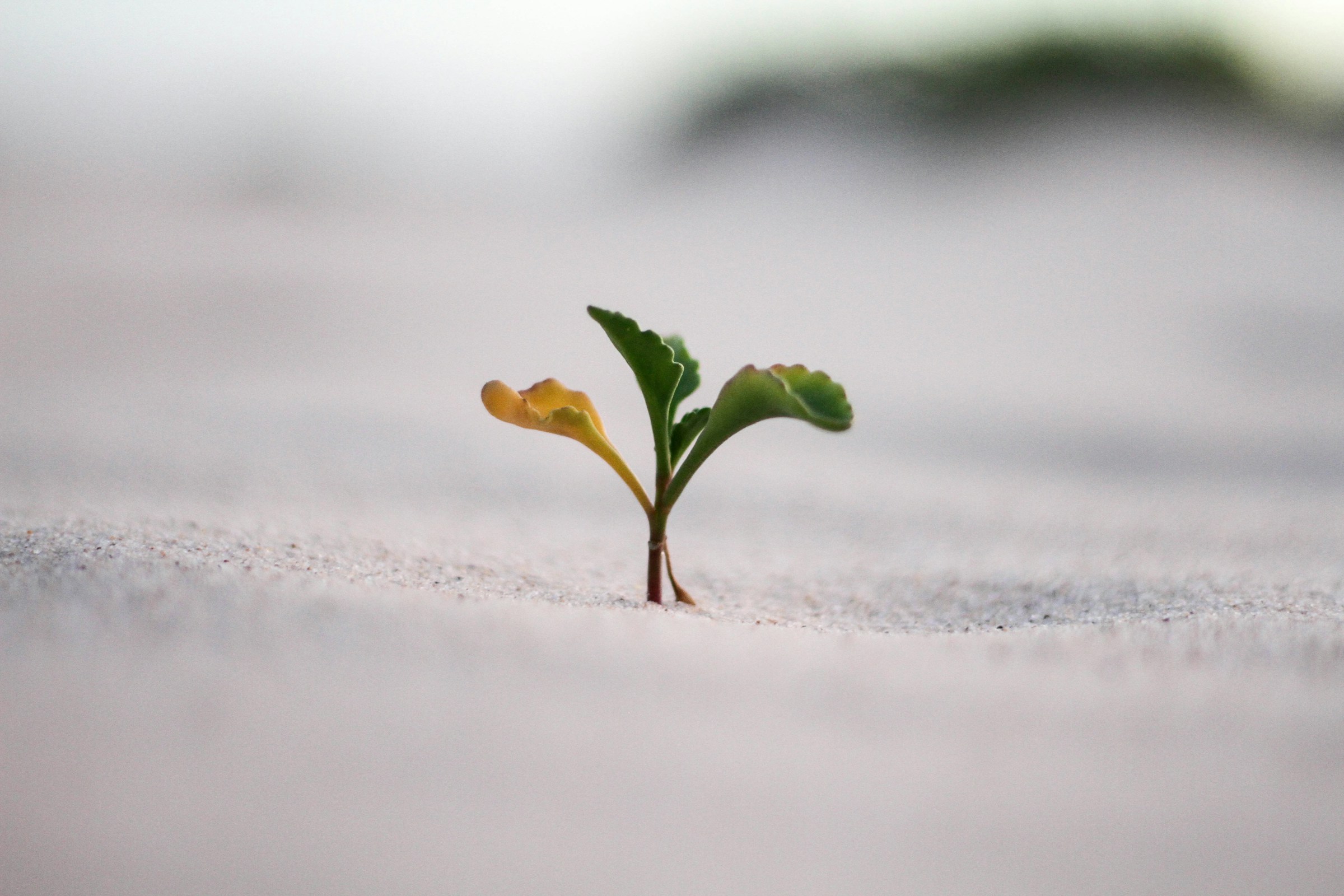 photo of young plant growing